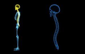 illustration of human spinal cord