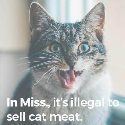 a cat yowling over the idea of illegal cat meat