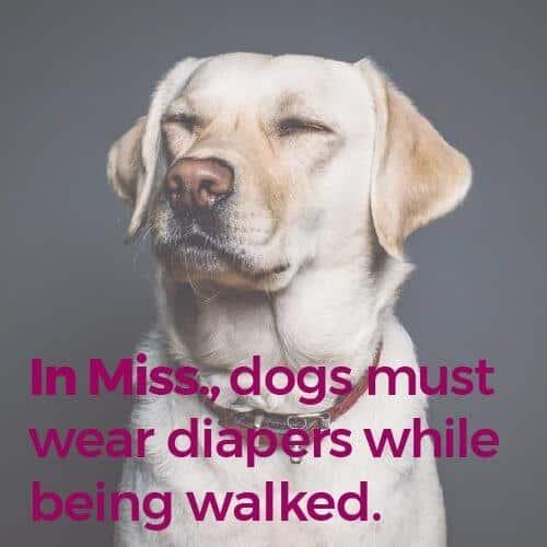 a dog has its eyes closed because it does not want to wear diapers