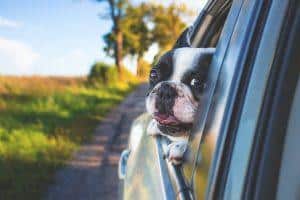 Dog Safety in Cars: What You Need to Know