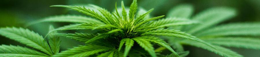 macro of a cannabis plant