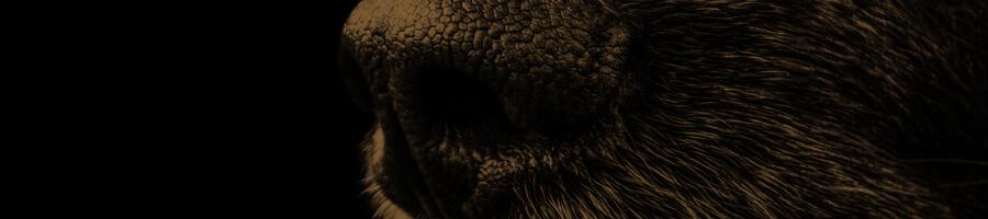 service dog nose macro on black background