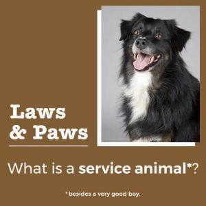 service dog blog graphic, laws & paws: what is a service animal?